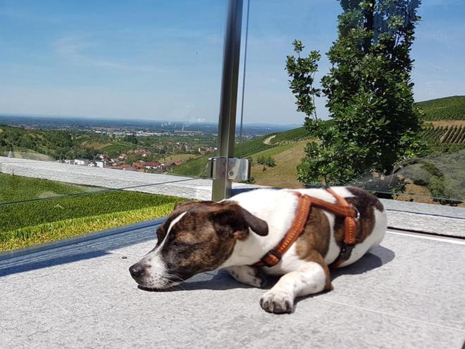 Ferienhaus Mit Panoramablick Bühlertal Buitenkant foto